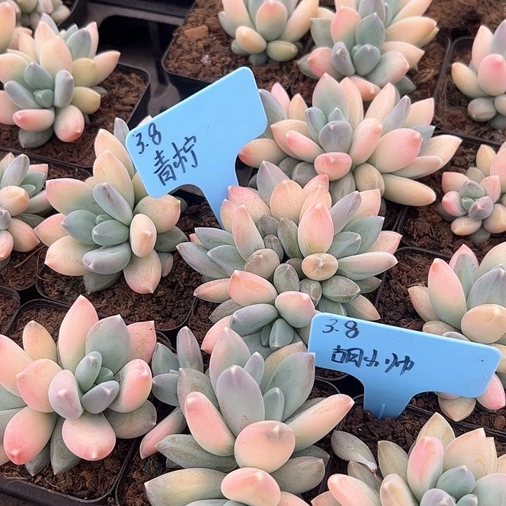 青*～三色美人多肉植物