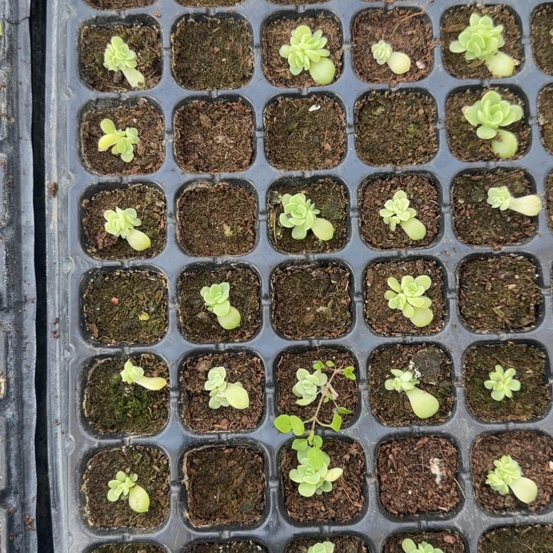 明月珠穴1个满25包邮