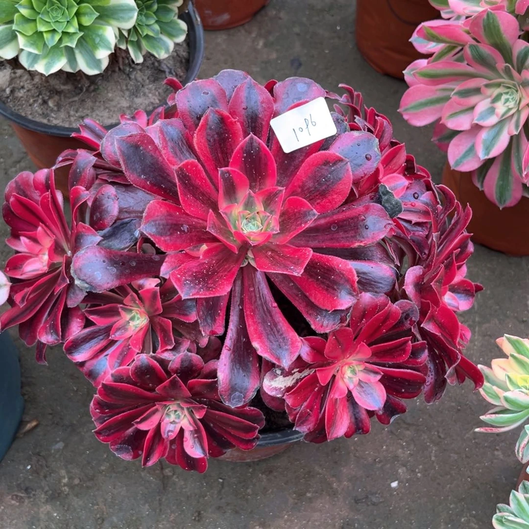 多肉植物美杜莎1096