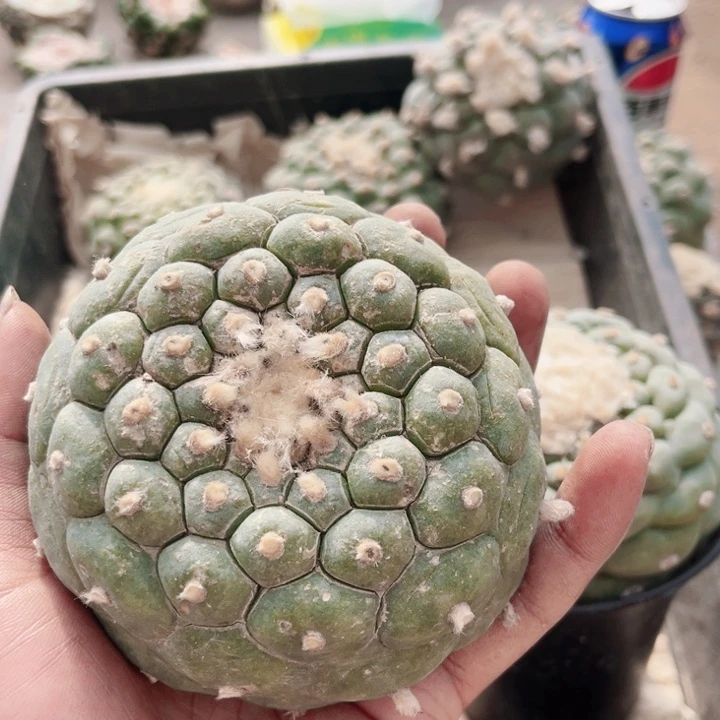 落到草球仙人球开花