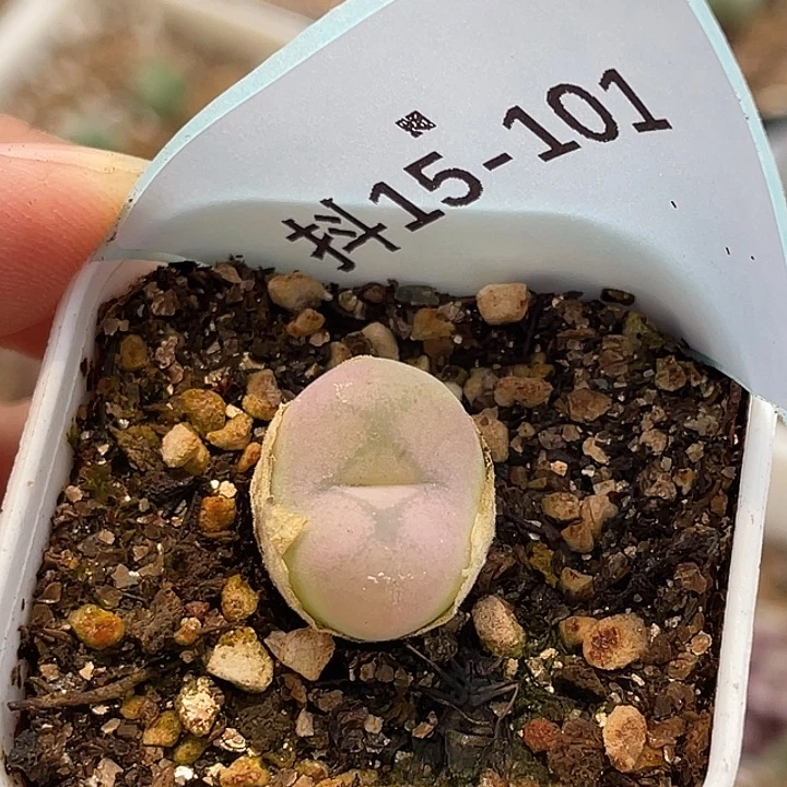 15-101空卡佛多肉植物