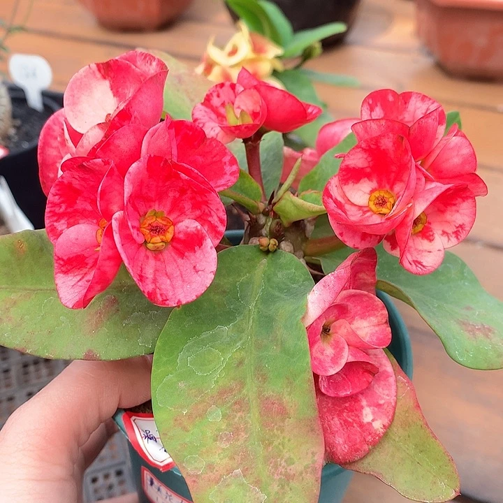 63美花大戟66666666666