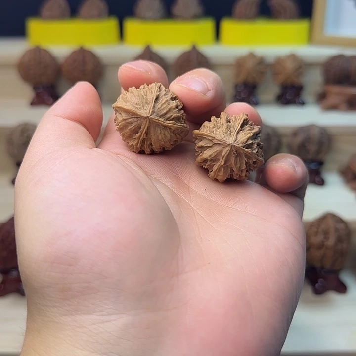 东北楸子球连体四棱1111122