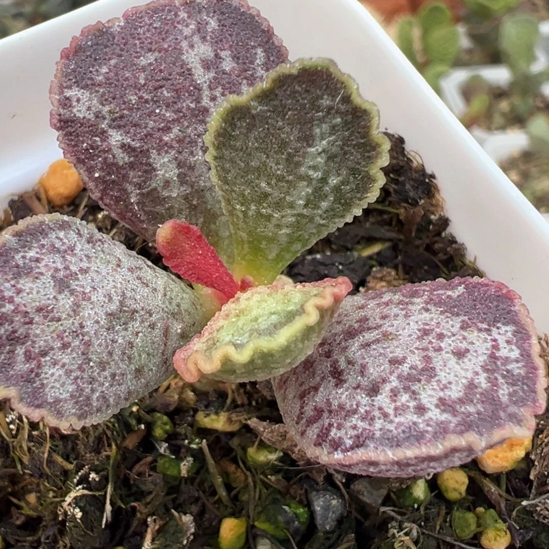 花脸蕾丝边实生新品多肉植物水泡