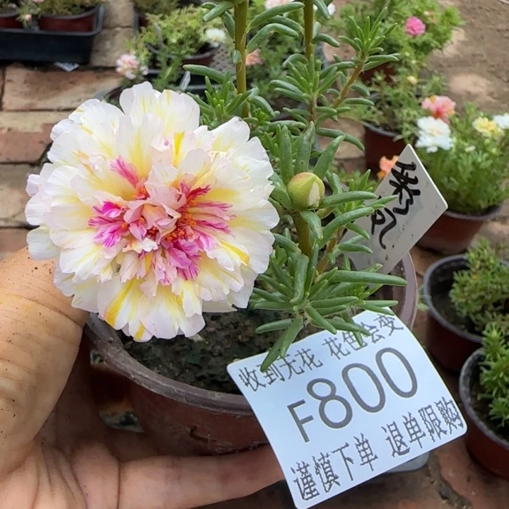 无花朵F800超小苗盆口10cm