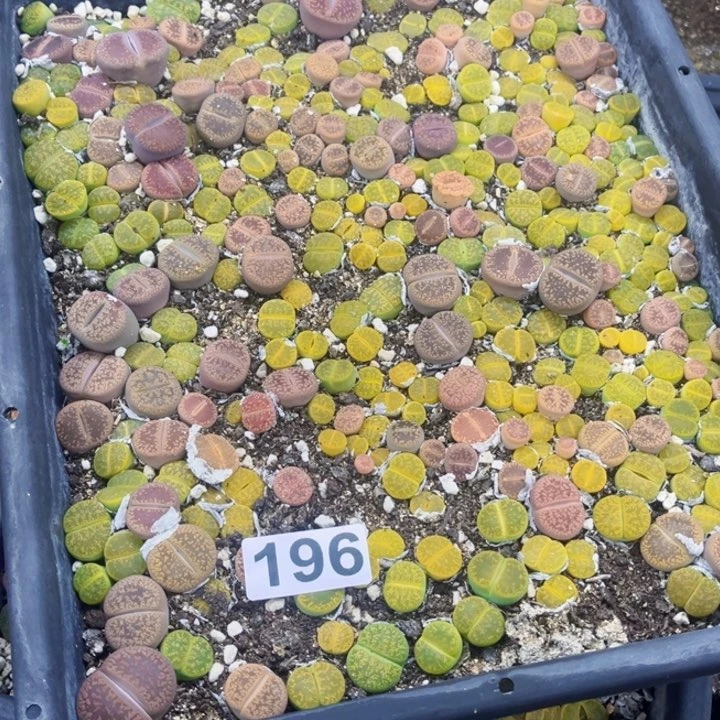 哎****去196 生石花一物一图如图