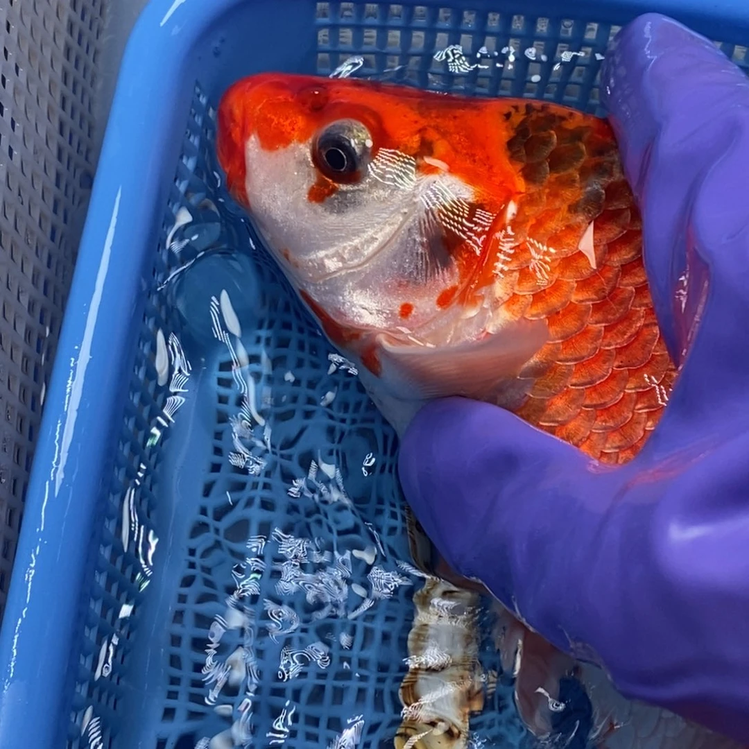 锦鲤冷水锦鲤包邮