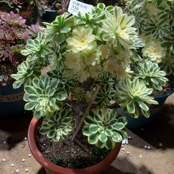 326保时捷多肉植物特价