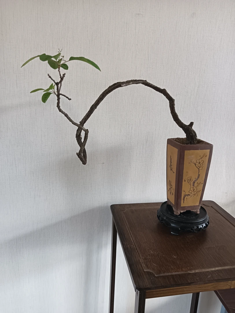 香山红叶黄栌独特观赏植物