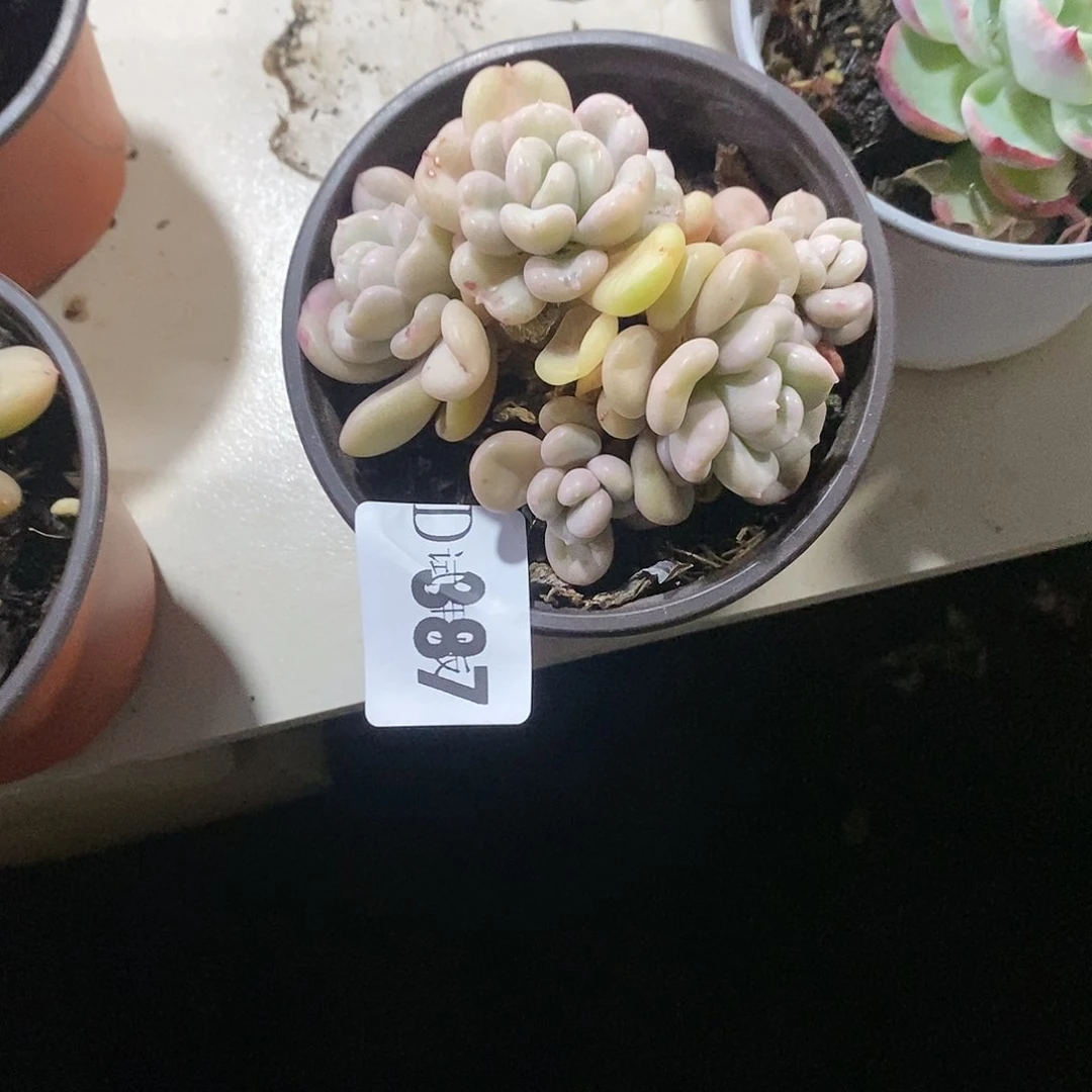 钟*387比尔盖茨多肉