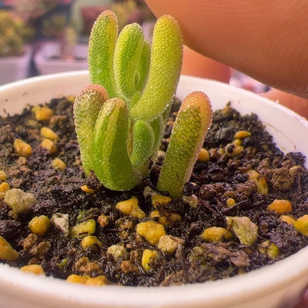 多肉植物枝干钻石黄锦拉丝锦