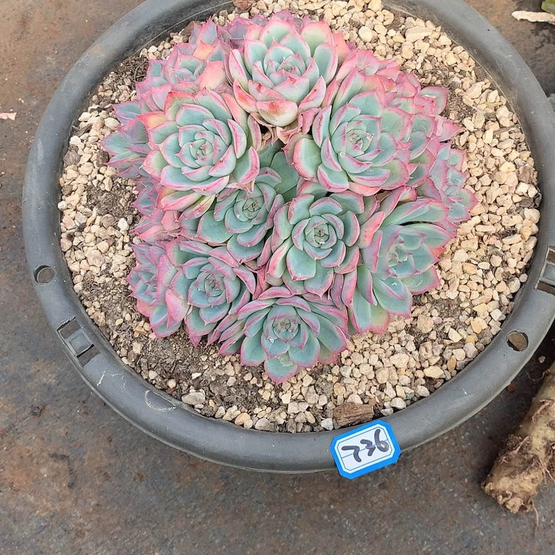 736侧影 一物一拍多肉