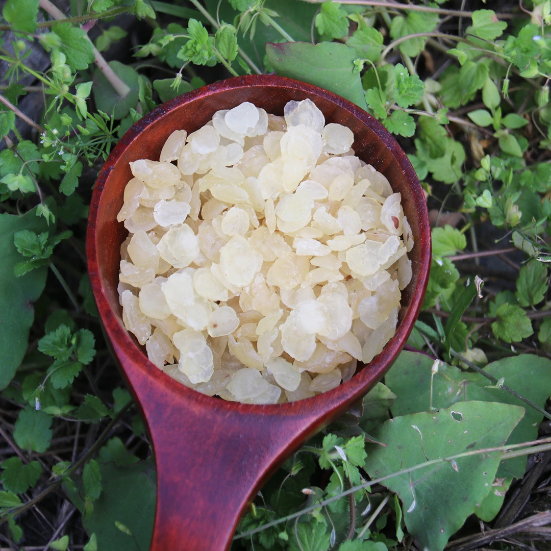 云南现收山货特产–––单夹皂角菇