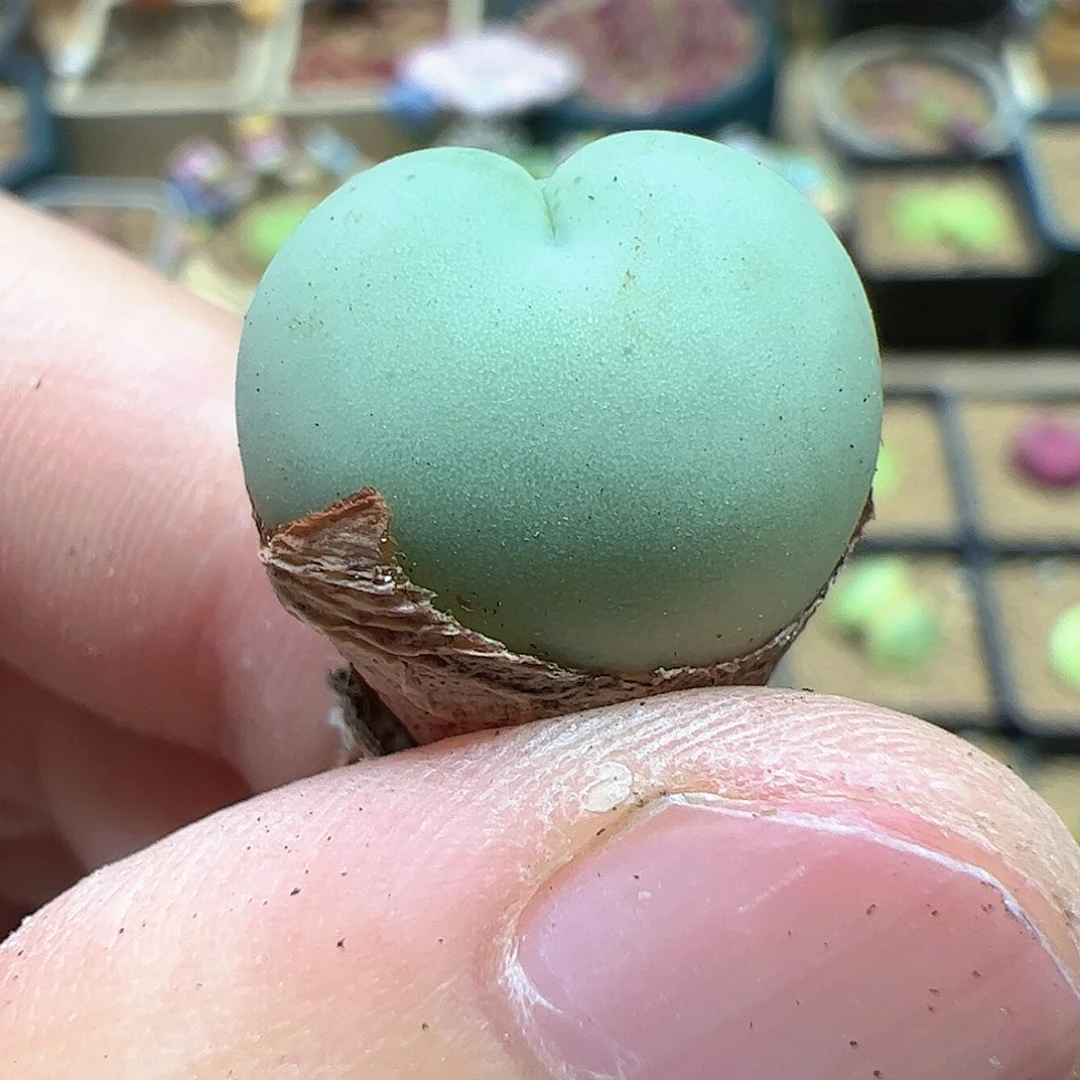 【闪购商品】233 爱心拳拳