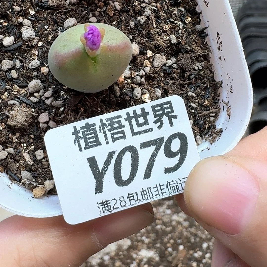 多肉植物的日子去法gh