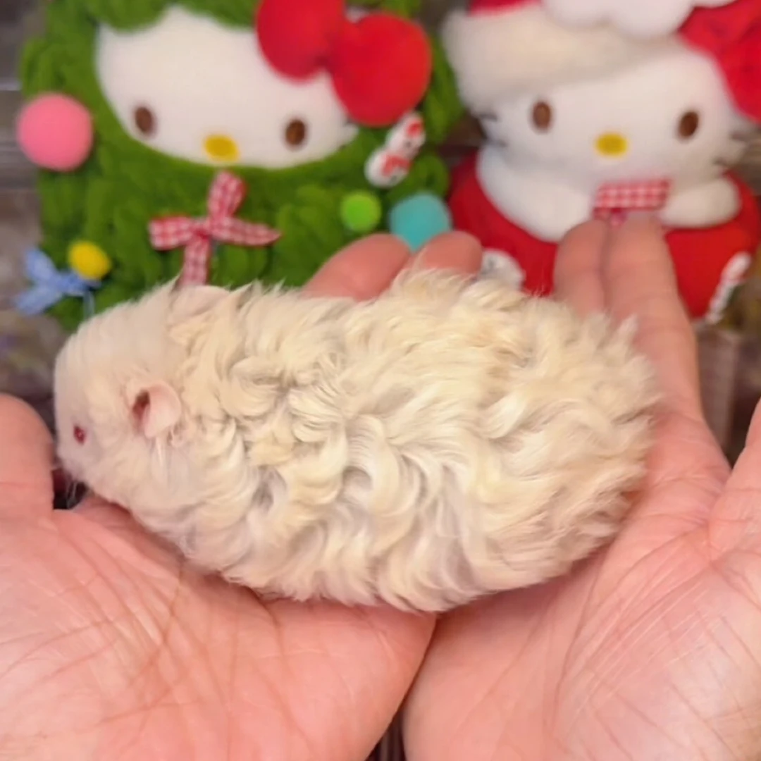 家养金丝熊仓鼠极品精品波利眼线重点可爱健康京东包邮包活