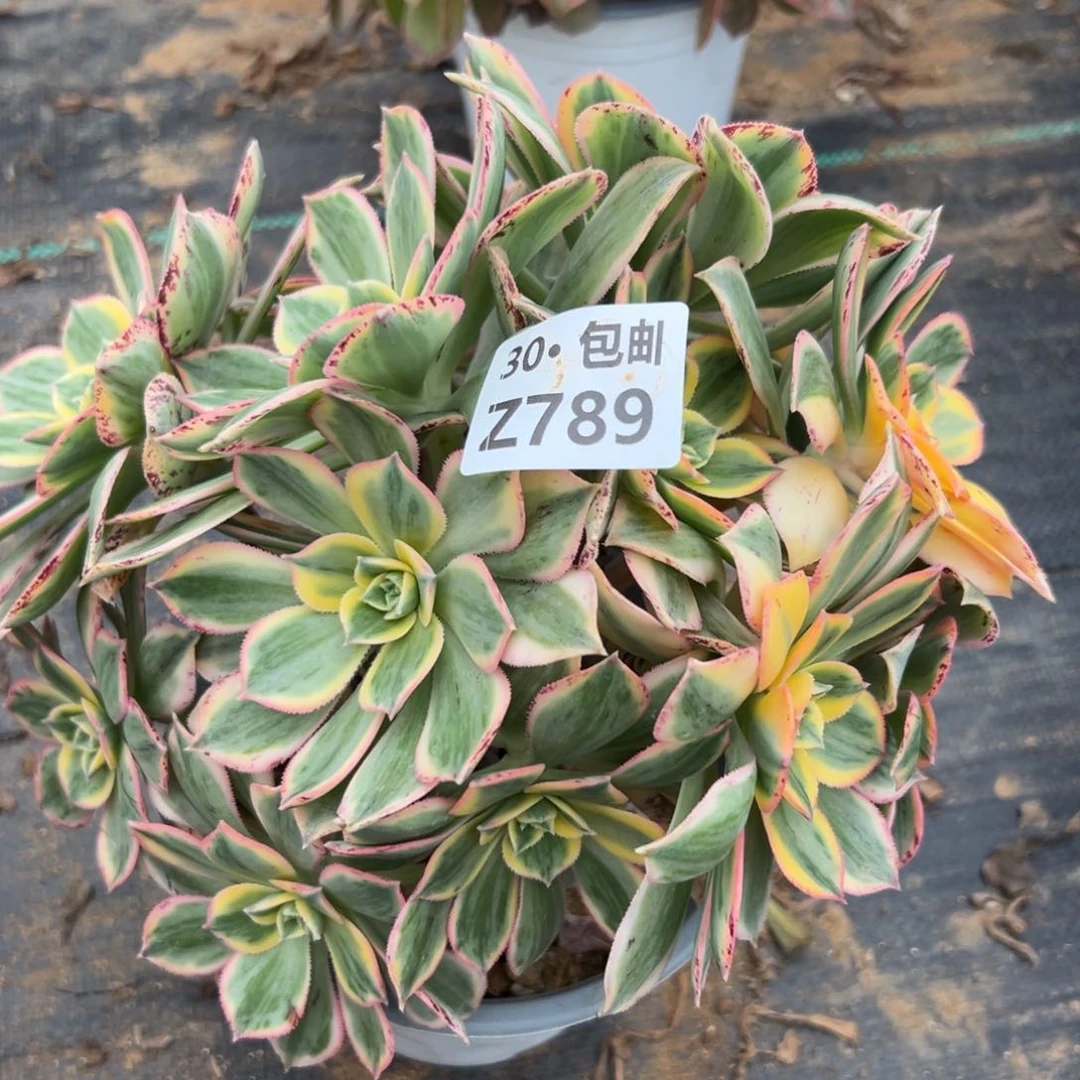 789灿烂，多肉法师