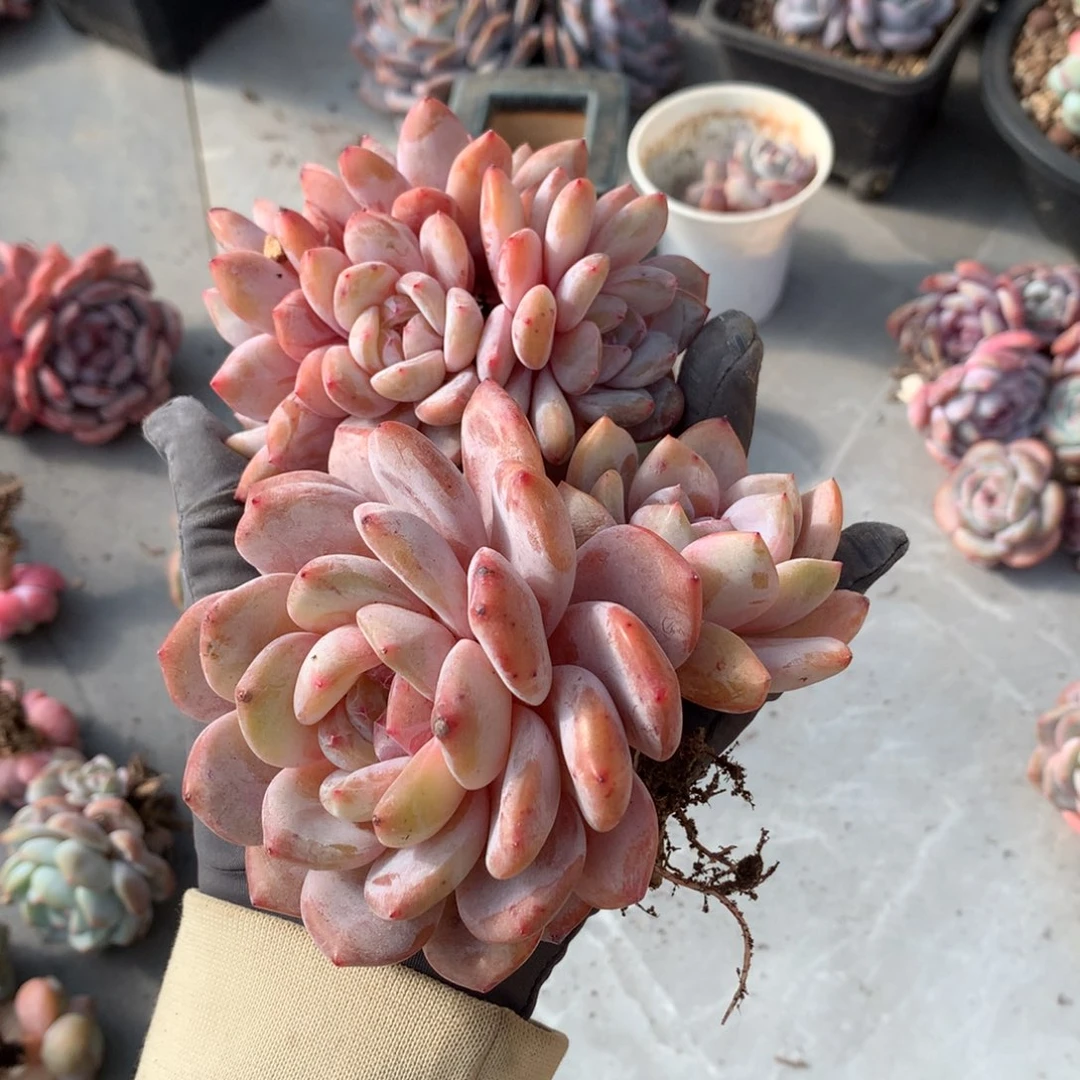 哈哈哈哈哈哈哈哈哈哈