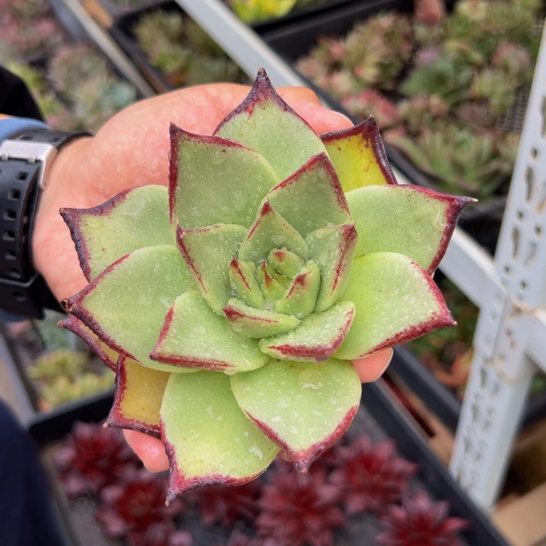 多肉一物一拍0821-27