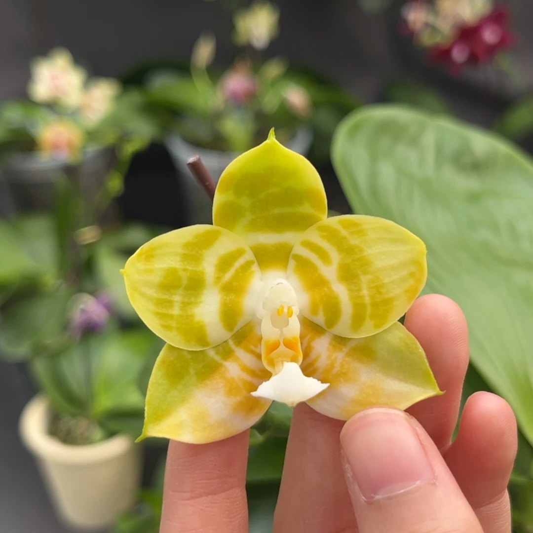 完全开放4寸弥陀反射王开花株