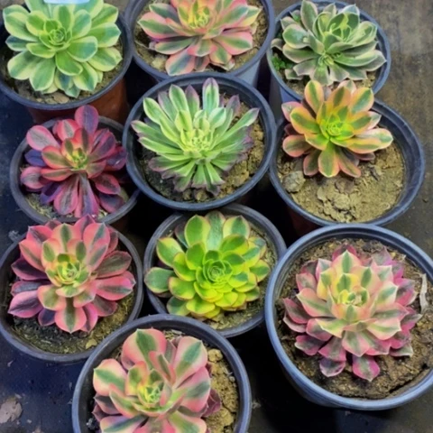 10盆多肉植物4746