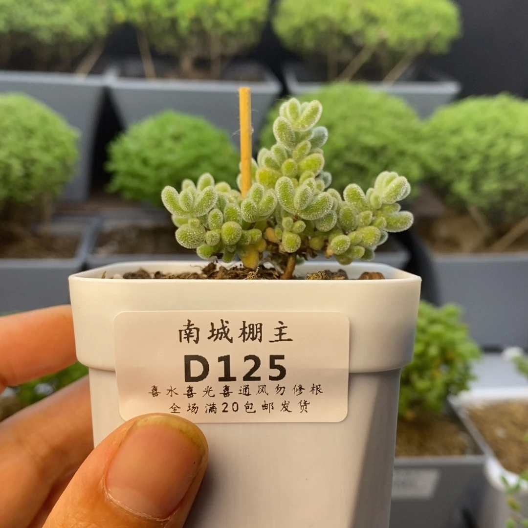 125冰钻枝干番杏