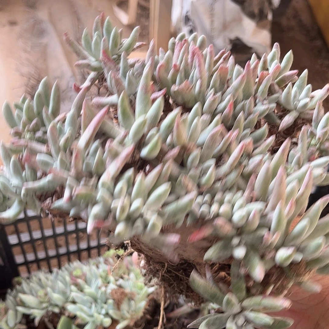 6205瑕疵白鹭仙女杯多肉