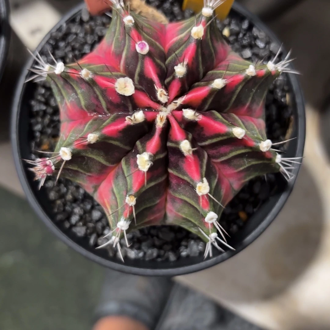 279-1128泰国发货多肉