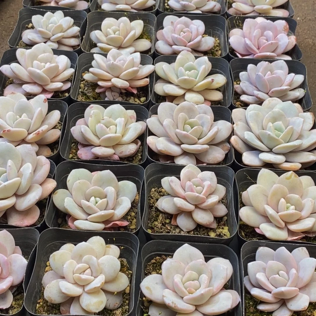 优***猬179多肉植物保护研究所所长助理