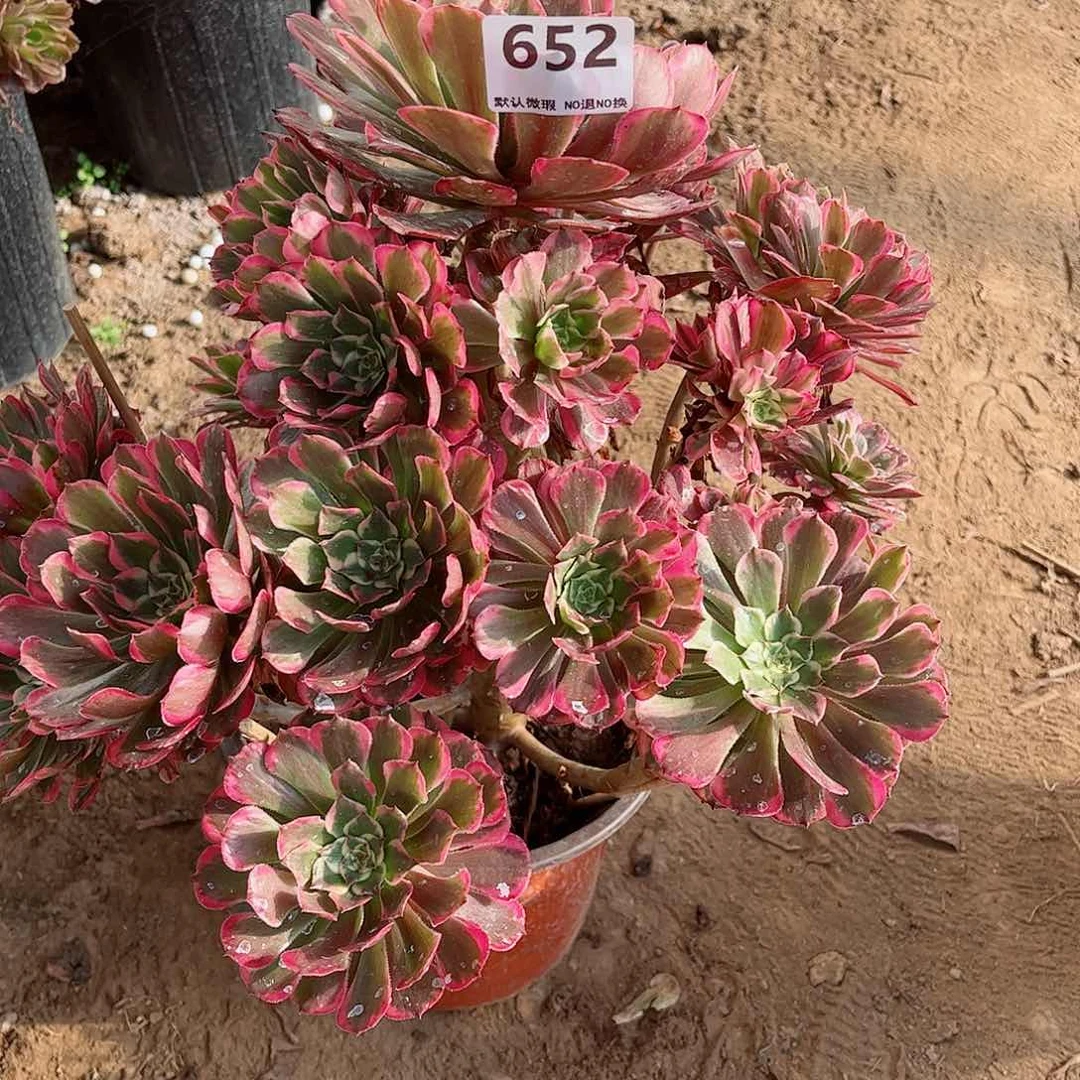 无花朵喜**洋多肉植物霁月652