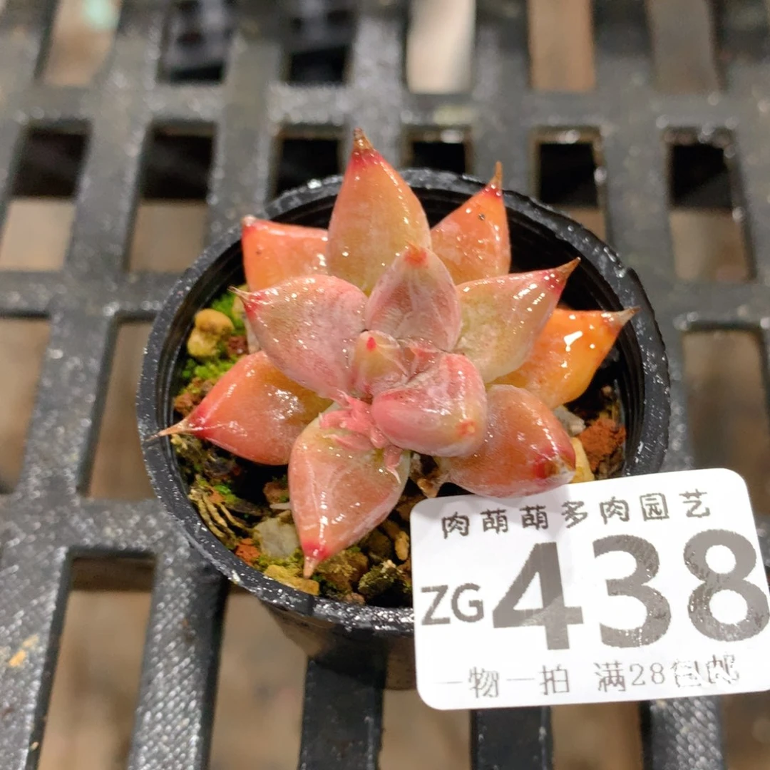 肉萌萌拇指盆精控多肉ZG438