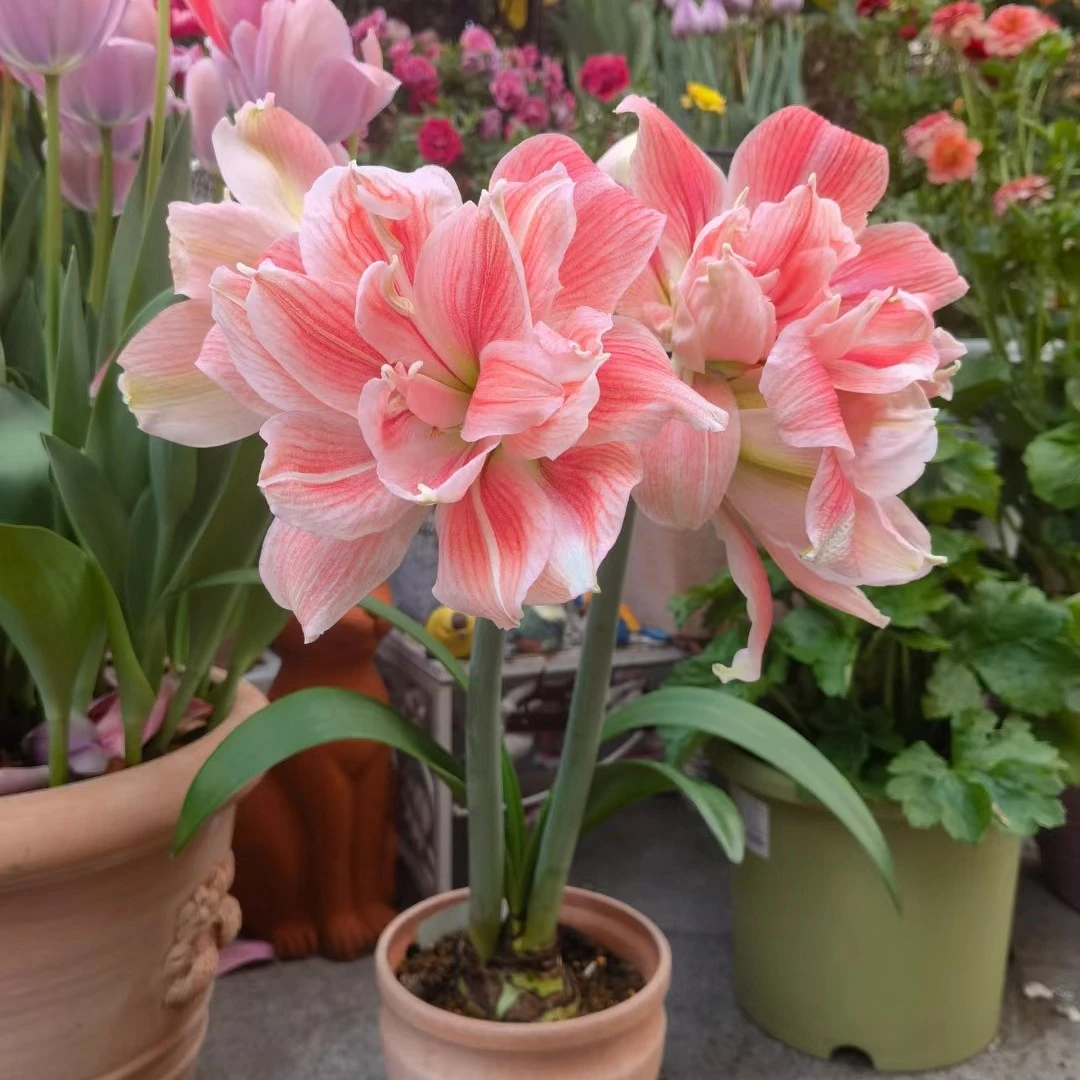 蒂卡【落日星空】包对版自然球多年生基地直发送肥料