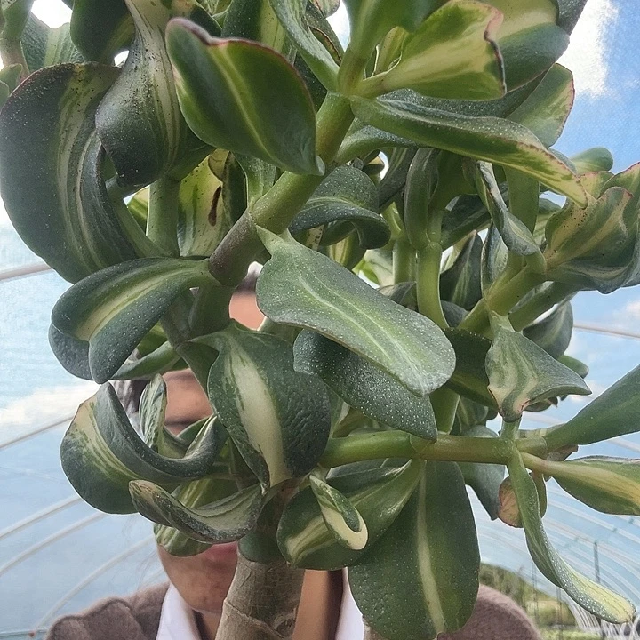 卷叶七彩蝶中斑锦2