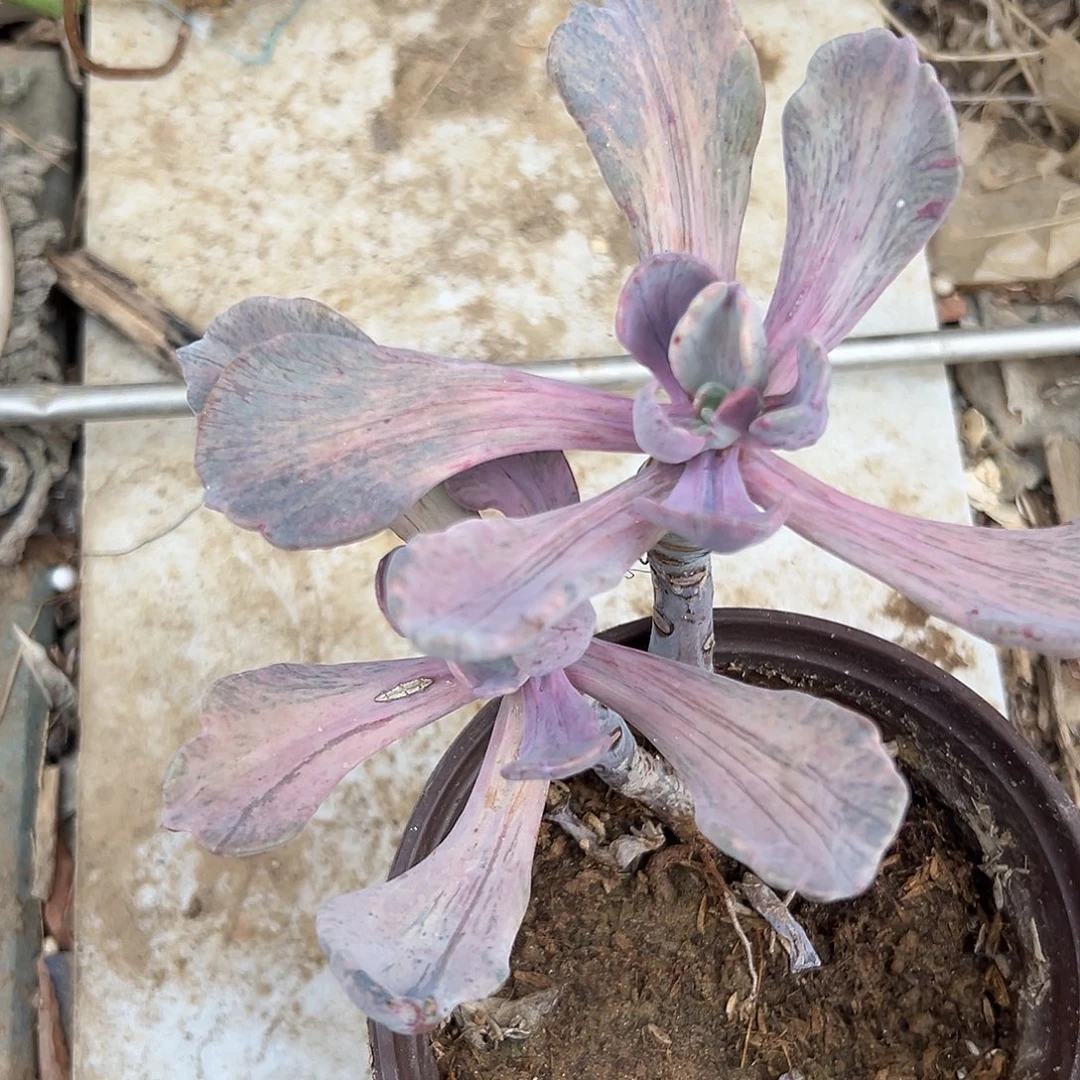 多肉植物中号提琴