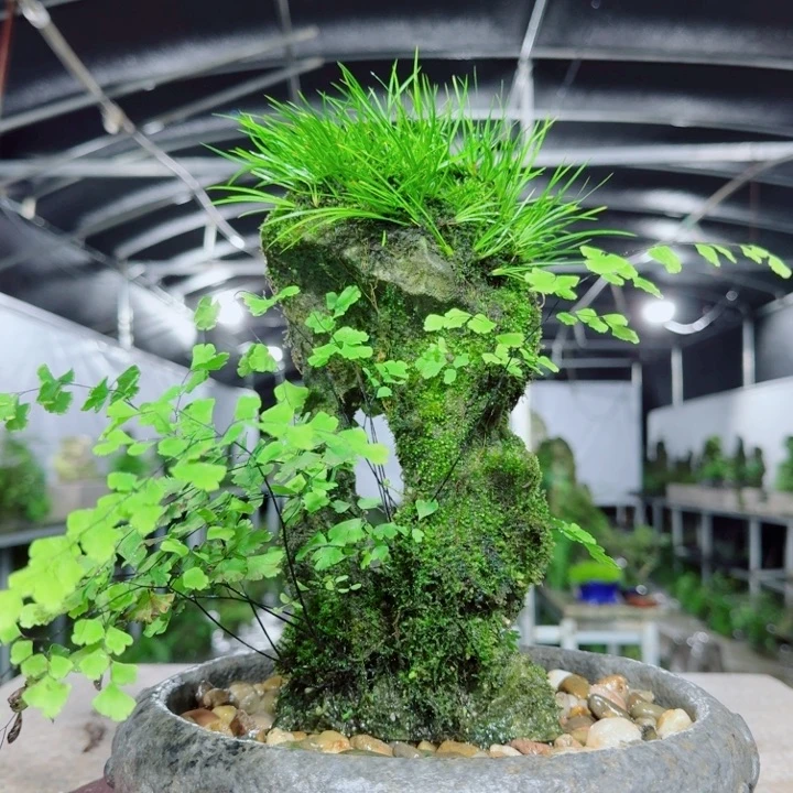 不开花植物菖蒲不含盆