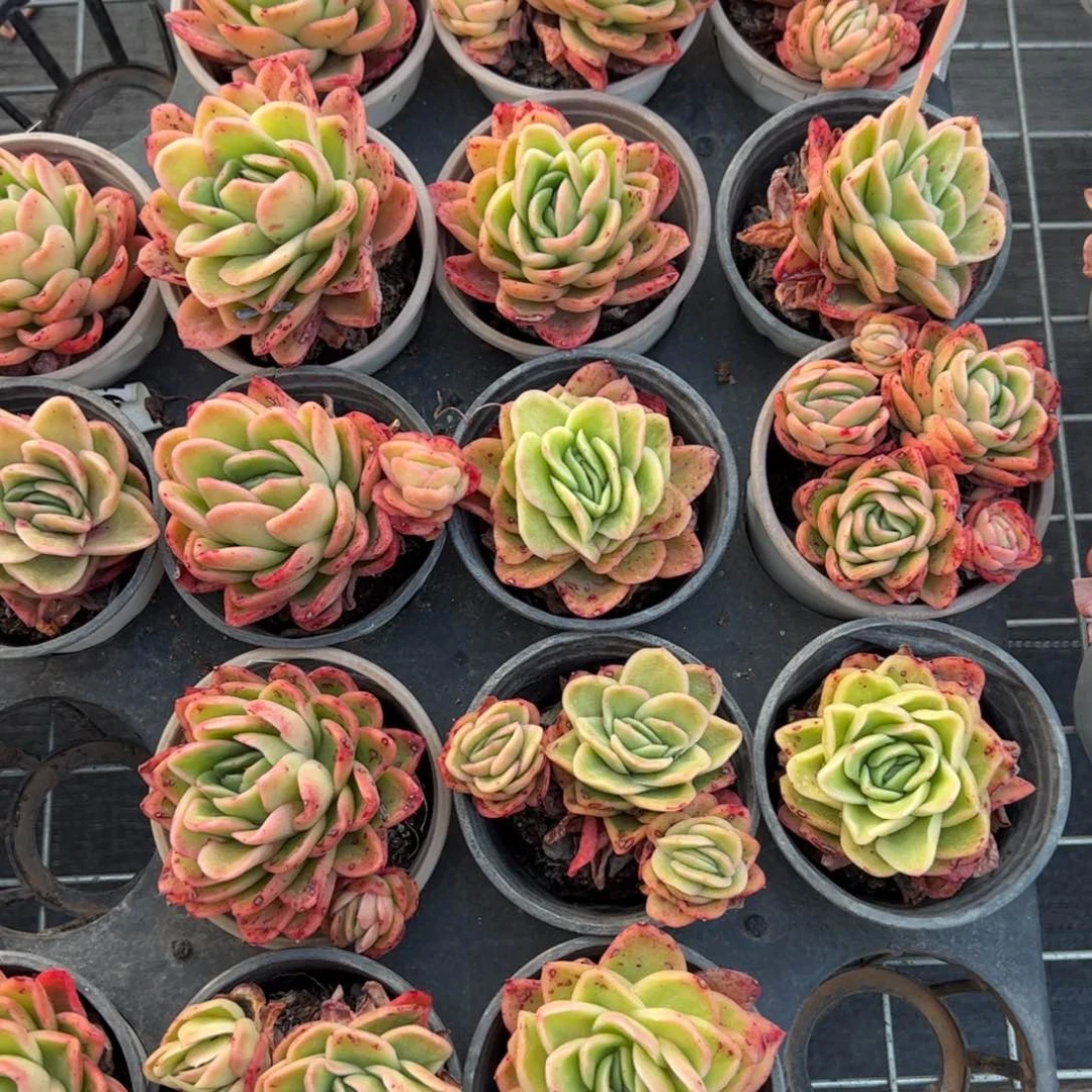 冰玫瑰锦两盆多肉