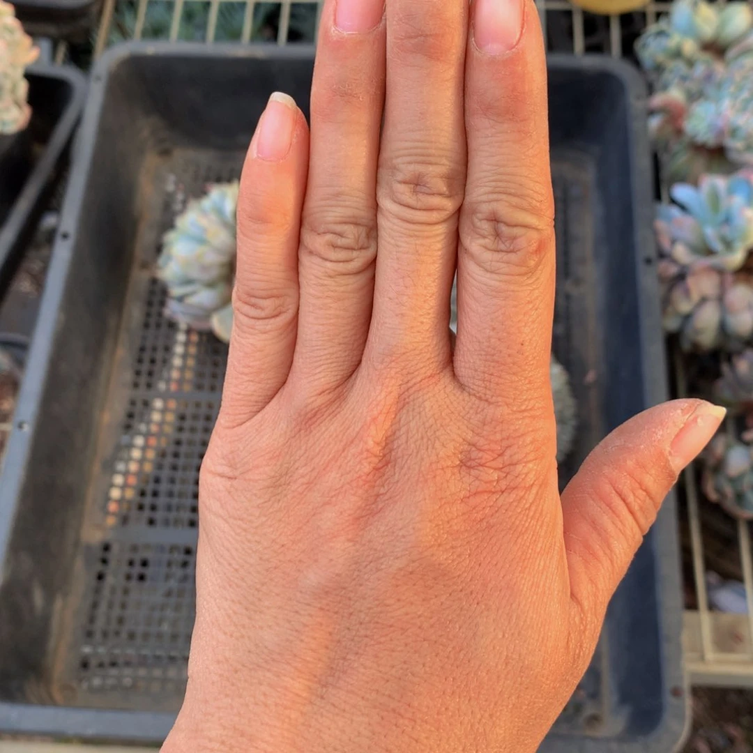 叮*一拖盘整的颜色好些的橙子