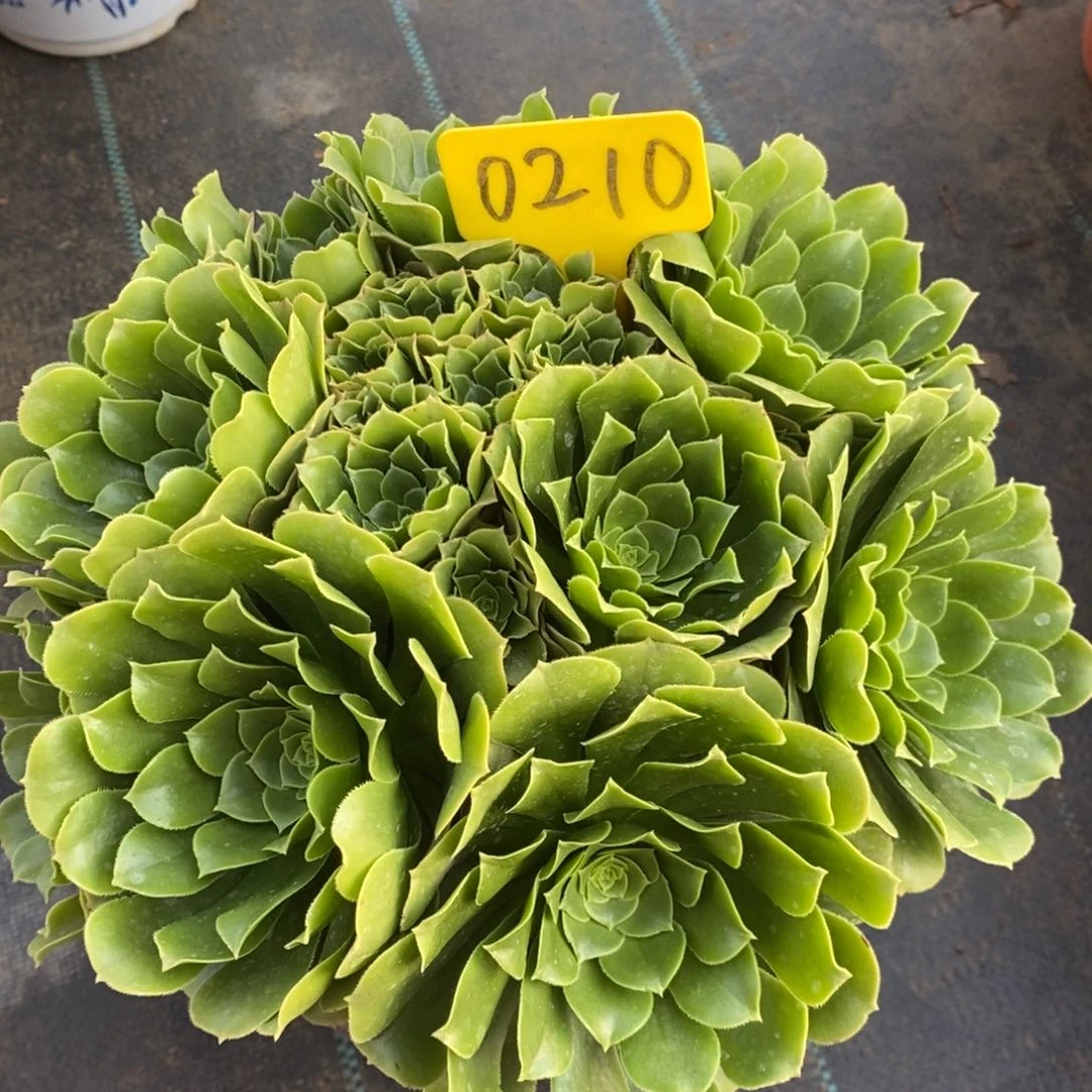 红陶0210绿玫瑰一物一拍