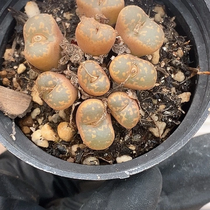 L*桃喜花园0123-42勋章