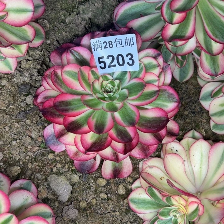 5203南荔枝多肉植物