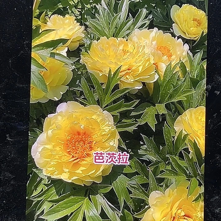 冷***知完全开放巴茨拉as