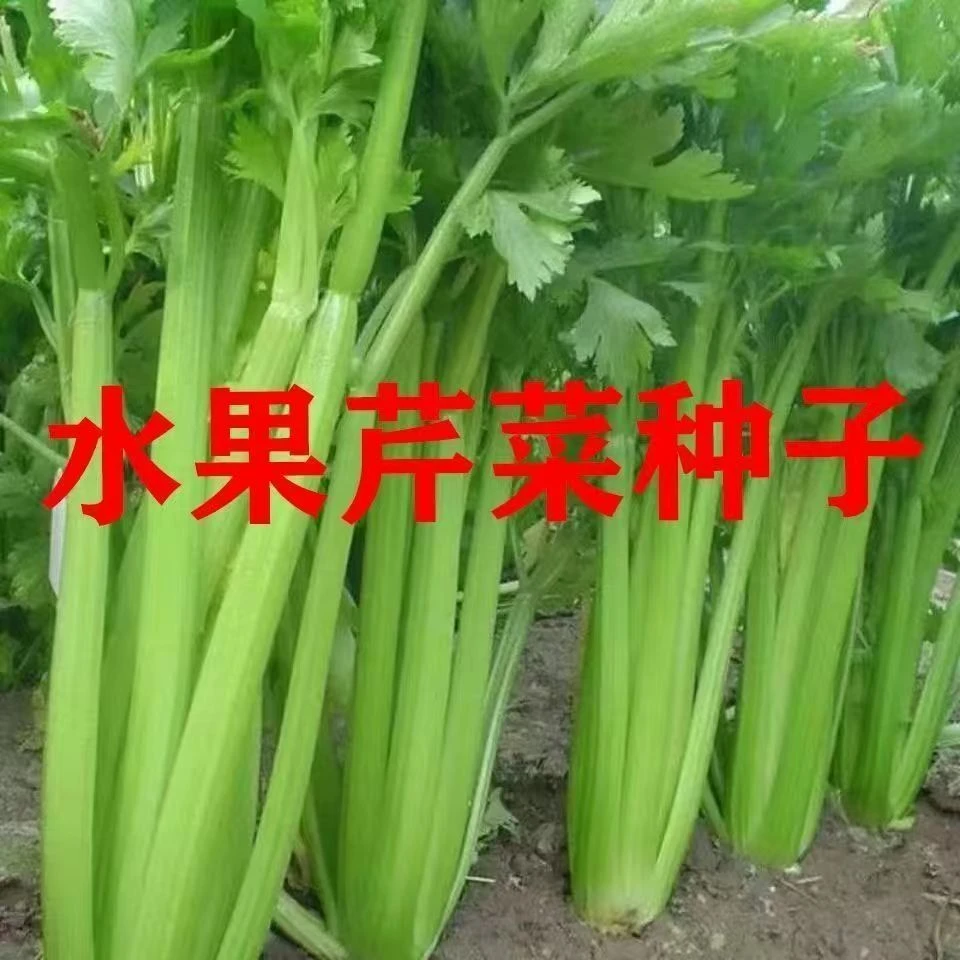 【水果西芹种子】四季种植盆栽地栽阳台小院种植