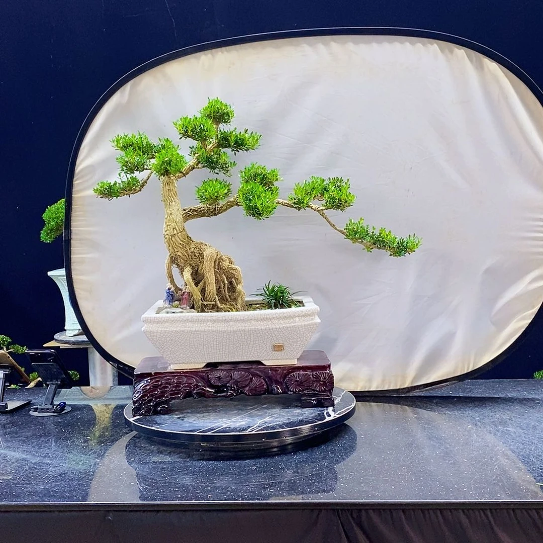 无花朵黄杨盆景造型