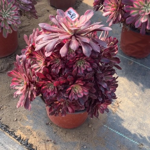 4-81红铜处理不售后多肉