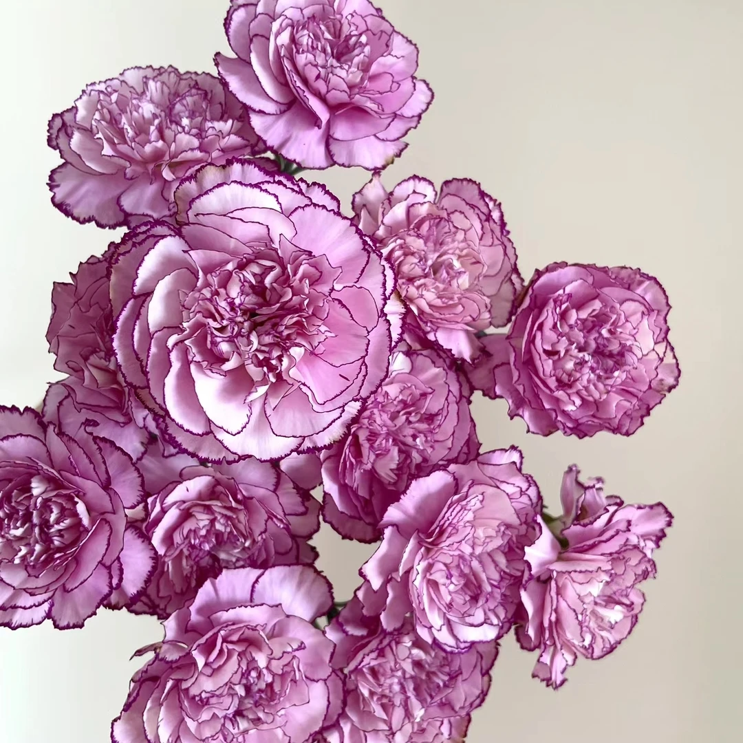 【轶11】紫霞仙子康乃馨 和鲜花一起凑单哦 收到花带包装醒花