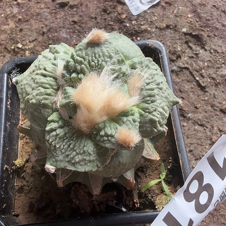 无花朵181梦幻哥怒牡丹东三