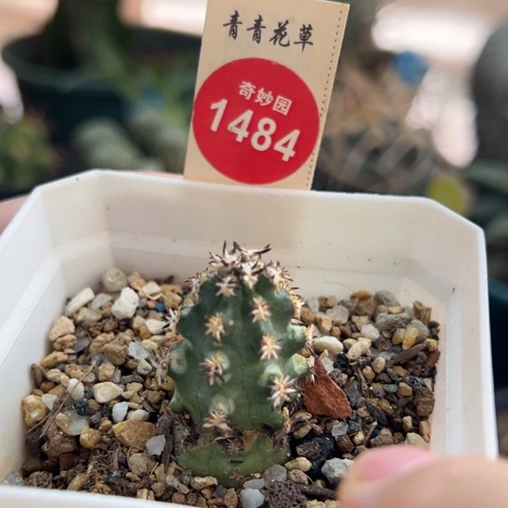 自根短豪青花虾2cm