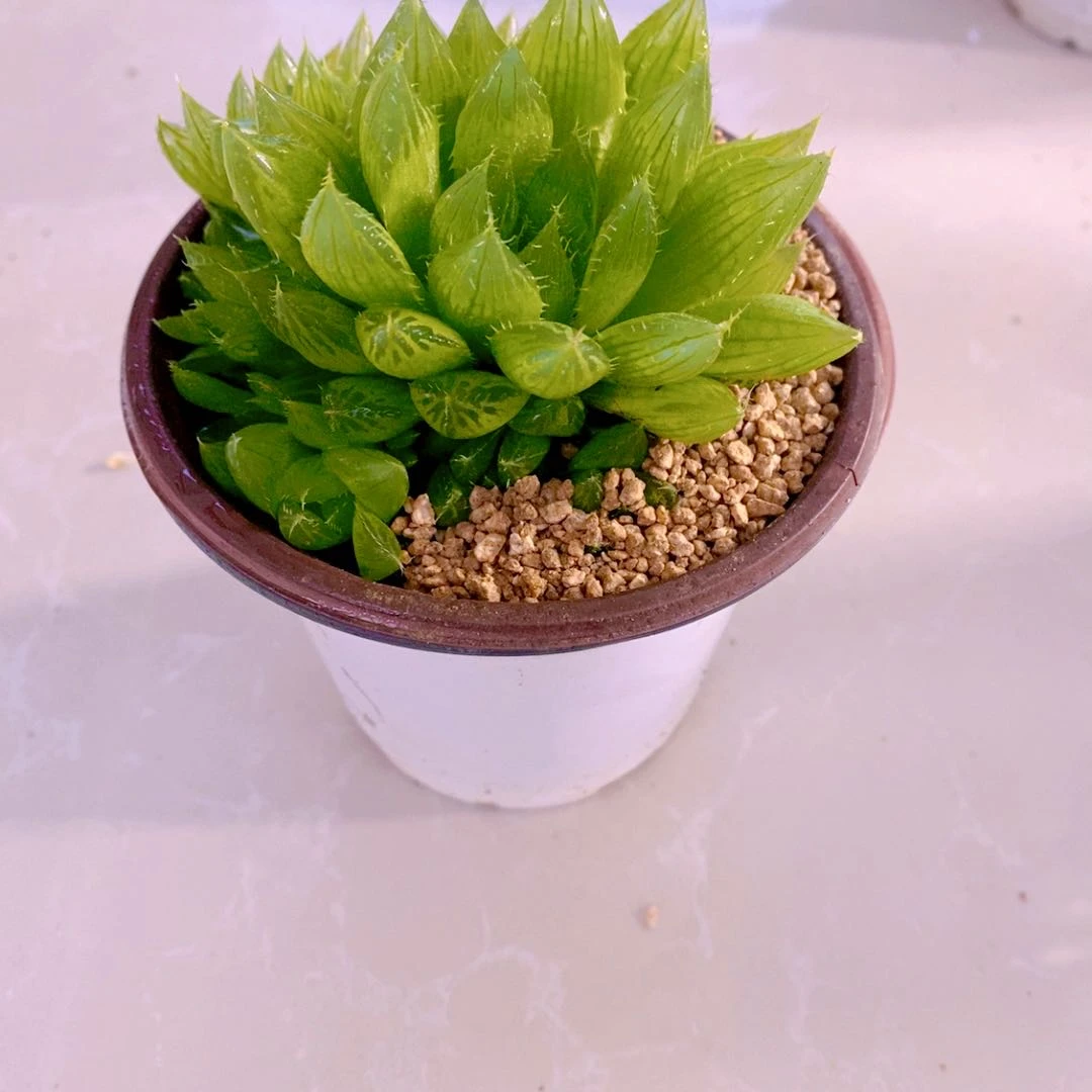 多肉植物玉露三角琉璃殿原盆原土（8到9厘米左右）