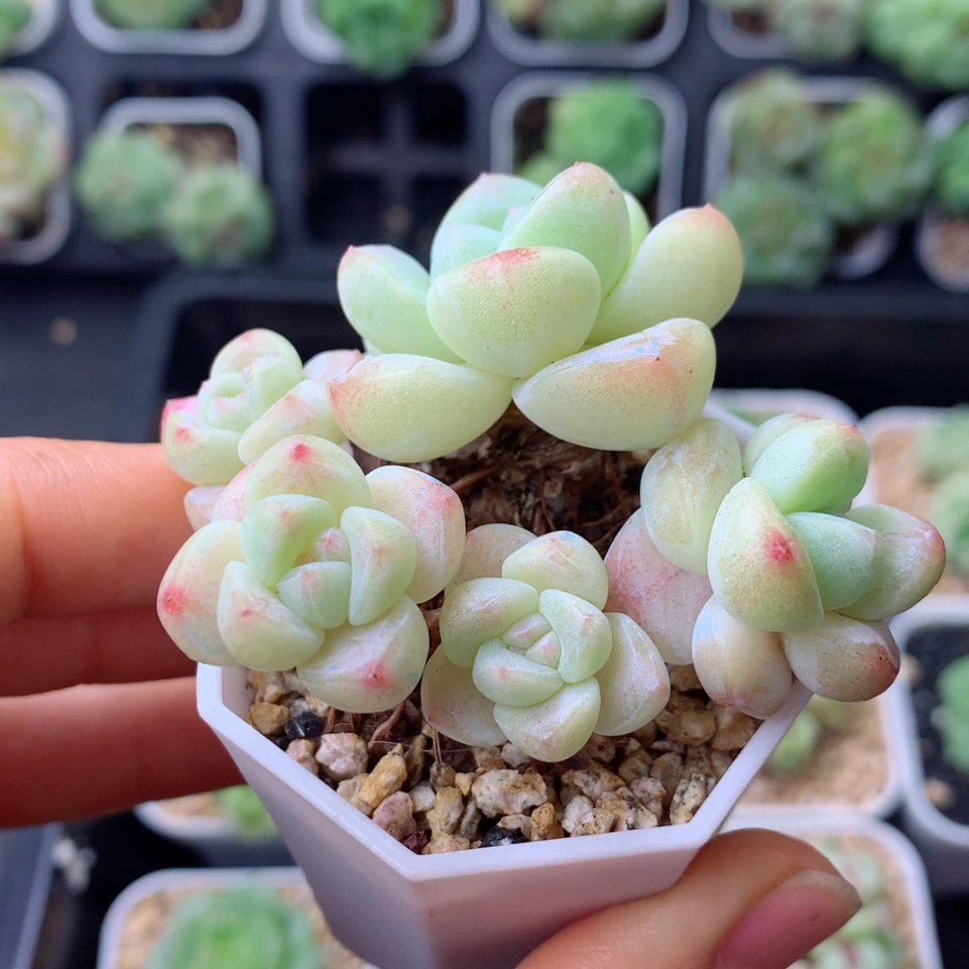 58包邮  群生不包整 107