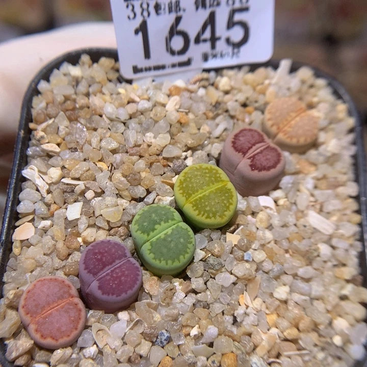 Sss精品生石花1645